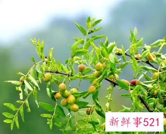 女人梦见树上的枣子