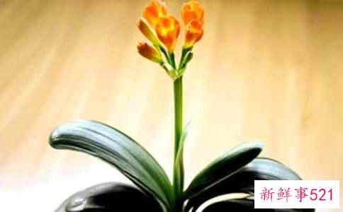 君子兰开花后怎么养护