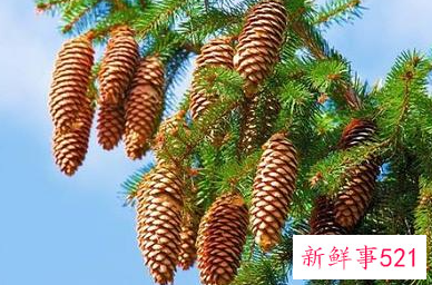 松果的花语是什么意思