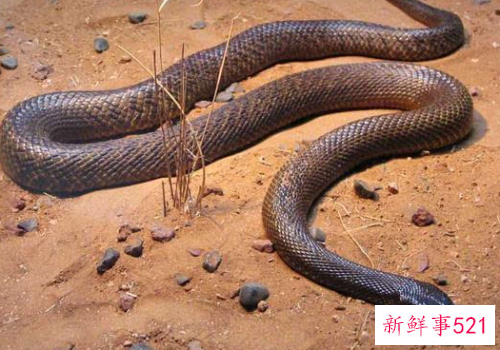 世界上最毒的生物