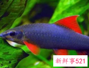 初学养鱼适合养什么鱼