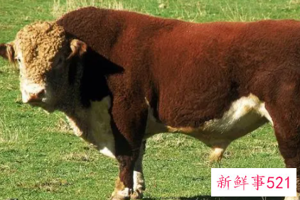 属牛的人本命年有哪些要注意的