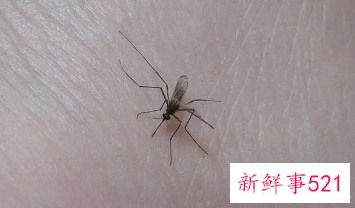 家里小蚊子很多怎么消灭