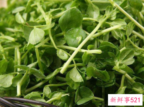 豌豆苗什么人不能吃