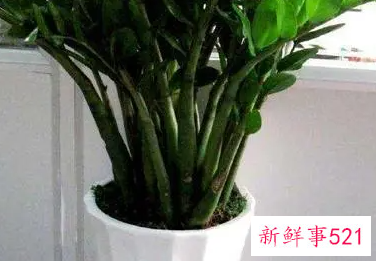什么植物寓意安心