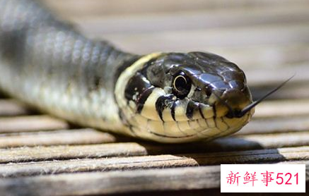 怀孕了梦见好多蛇是什么意思