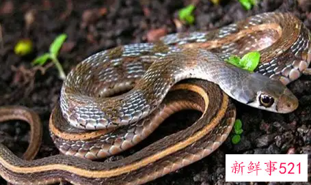 梦见蛇都有什么预兆