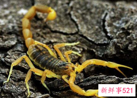 世界上最毒的生物