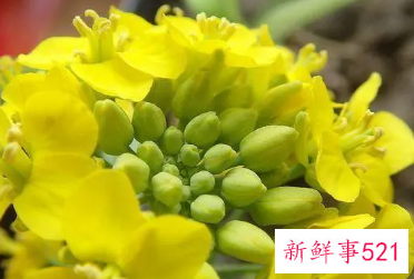 梦见油菜花什么意思
