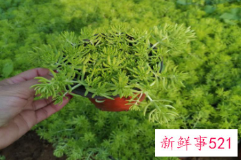 佛甲草冬天会枯萎吗