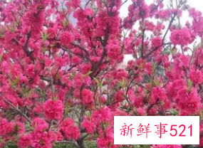 梦见桃花是意味着什么