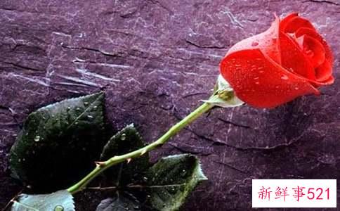 梦见玫瑰花死了