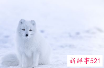 南方能养雪狐吗