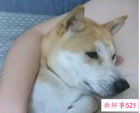 狗狗什么颜色旺主人