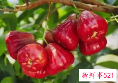 水蒲桃是不是莲雾