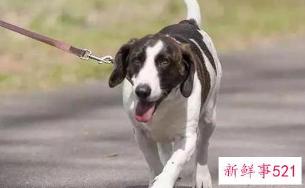 梦见狗咬妻子的含义