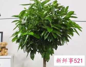 什么植物寓意安心