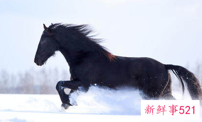 9月属马的人命好吗