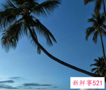 情人节告白语录