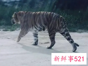 动物袭人警情处置