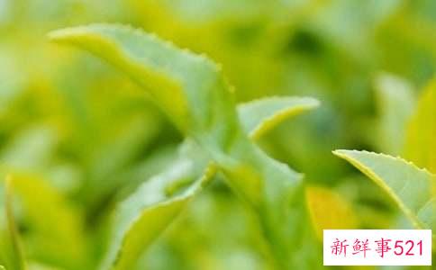 茶叶渣有哪些小妙用茶叶渣有哪些用处