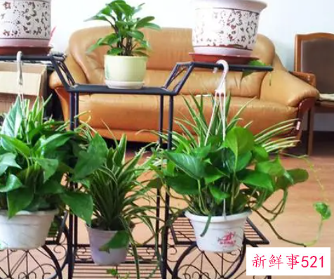 室内花架有哪些种类呢