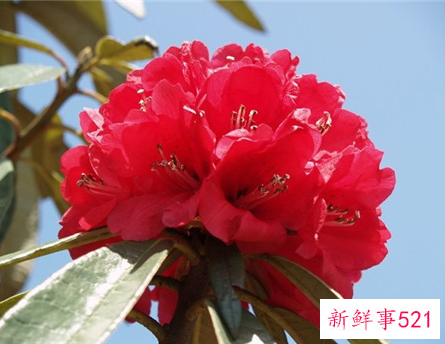 关于马缨杜鹃花