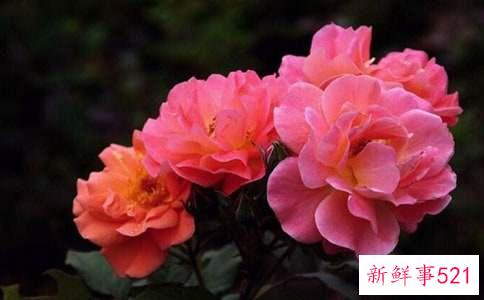 月季的品种有哪些