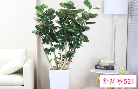 7种象征吉祥好运的花