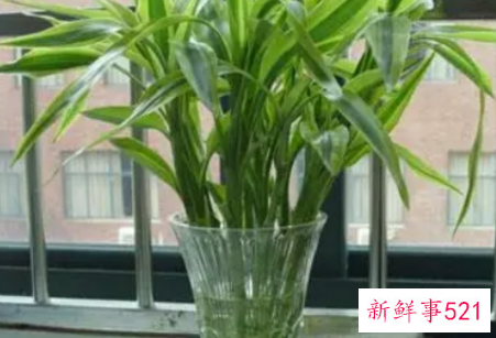 富贵竹如何一根变两根