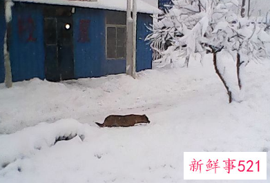 辽宁一家长开铲车到学校扫雪啥情况