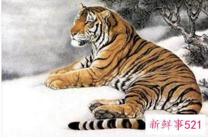 属虎女带什么好招财