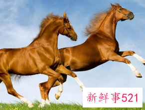 属马的人适合戴什么手串