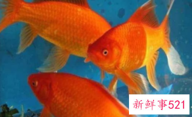 初学养鱼适合养什么鱼