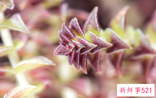 如何防止茜之塔徒长