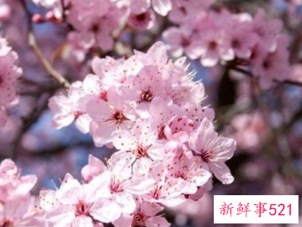 懂得珍惜的人才配拥有的句子