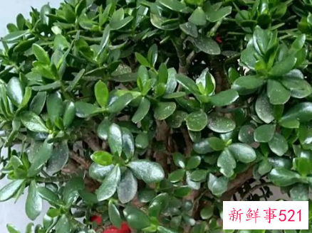 7种象征吉祥好运的花