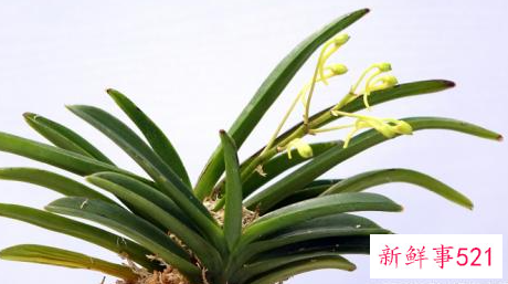 兰花翻盆的时间及方法介绍