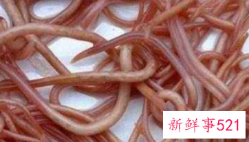 人体皮肤常见寄生虫