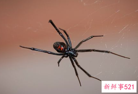 女人梦见黑色大蜘蛛