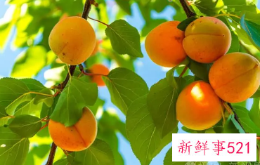 梦见满树的杏子