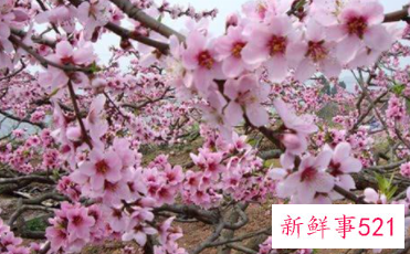 桃花相关的诗句