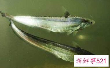 世界上最耐寒的鱼