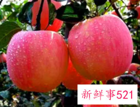 吃苹果的好处和禁忌