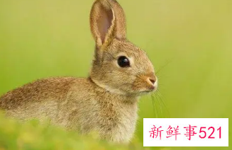 属兔的人网名怎么起的好