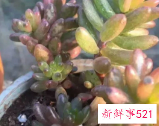 多肉汁水弄到脸上