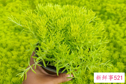 佛甲草冬天会枯萎吗