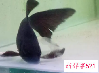 办公室养黑锦鲤可以旺财吗