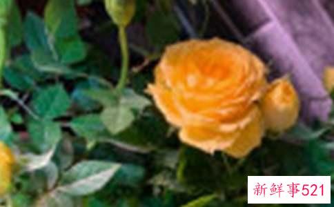 男人送一朵玫瑰花代表什么