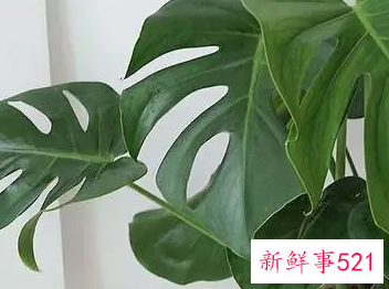 什么植物寓意安心